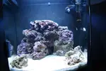 [TodoMarino.com] [VENDIDO] Desmonto, vendo: Acuario marino Sera 130L completo + mueble + equipo