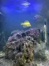 [TodoMarino.com] [VENDIDO] Zebrasoma Flavences