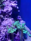 [TodoMarino.com] Regalo arboles de kenia fluor.