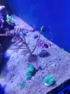 [TodoMarino.com] Regalo arboles de kenia fluor.
