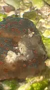 [TodoMarino.com] Qu será esta cosa gelatinosa sobre la montipora ?