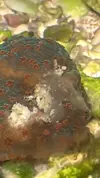 [TodoMarino.com] Qu será esta cosa gelatinosa sobre la montipora ?
