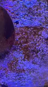 [TodoMarino.com] Identificación de algas y ostreopsis