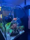 [TodoMarino.com] Vendo por desmonte de acuario marino tipo Nano Waterbox Cube 10 funcionando y super equipado