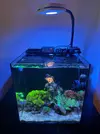 [TodoMarino.com] Vendo por desmonte de acuario marino tipo Nano Waterbox Cube 10 funcionando y super equipado