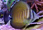 [TodoMarino.com] Vendo Zebrasoma en Málaga