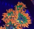 [TodoMarino.com] Vendo Anémonas Quadricolor en Málaga