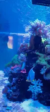 [TodoMarino.com] Vendo acuario de 340 litros.