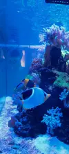 [TodoMarino.com] Vendo acuario de 340 litros.
