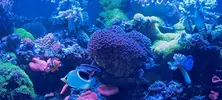 [TodoMarino.com] Vendo acuario de 340 litros.