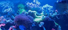 [TodoMarino.com] Vendo acuario de 340 litros.