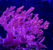[TodoMarino.com] Vendo pack corales