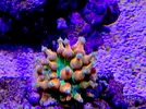 [TodoMarino.com] Anémona ENTACMAEA QUADRICOLOR