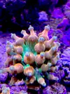 [TodoMarino.com] Anémona ENTACMAEA QUADRICOLOR