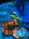 [TodoMarino.com] Esqueje Acropora gold finger