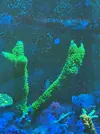 [TodoMarino.com] Acro Bali Green Slimer la auténtica