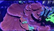 [TodoMarino.com] Montiporas (forest fire XL, Plato), Pocipollora, Galaxea, Milka, Rhodactis Forest Fire, Árbol de kenia fluor, etc