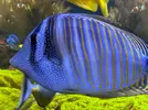 [TodoMarino.com] Vendo peces y algún coral por desmonte