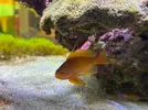 [TodoMarino.com] Vendo peces y algún coral por desmonte