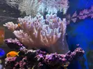 [TodoMarino.com] Vendo peces y algún coral por desmonte