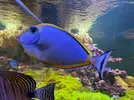 [TodoMarino.com] Vendo peces y algún coral por desmonte