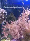 [TodoMarino.com] Corales y esquejes