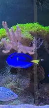 [TodoMarino.com] Vendo peces