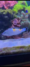 [TodoMarino.com] Vendo peces