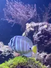 [TodoMarino.com] Vendo peces