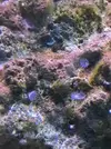 [TodoMarino.com] Nuevos inquilinos en mi acuario