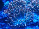 [TodoMarino.com] Vendo Anemonas Entacmaea Quadricolor en Barcelona