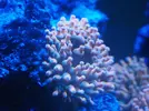 [TodoMarino.com] Vendo Anemonas Entacmaea Quadricolor en Barcelona