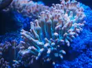 [TodoMarino.com] Vendo Anemonas Entacmaea Quadricolor en Barcelona