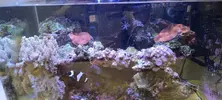 [TodoMarino.com] Acuario completo