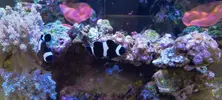 [TodoMarino.com] Acuario completo