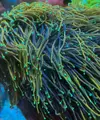 [TodoMarino.com] Cabeza Euphyllia dragón soul torch
