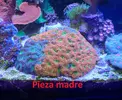 [TodoMarino.com] Esquejes varios sps, lps, blandos - Barcelona centro