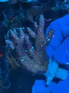 [TodoMarino.com] Esqueje millepora raimbow