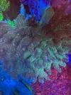 [TodoMarino.com] Esqueje millepora raimbow