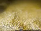 [TodoMarino.com] Agua marrón... Ayuda!!!