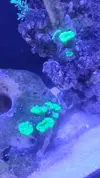 [TodoMarino.com] Cambio coral caulastrea Hulk por otros blandos fácil mantenimiento.