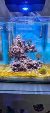 [TodoMarino.com] Mi nano Reef