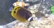 [TodoMarino.com] Chaetodon lunula