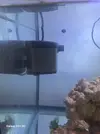 [TodoMarino.com] Caballitos de mar