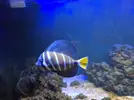 [TodoMarino.com] Zebrasoma Veliferum 15cm