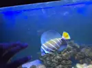 [TodoMarino.com] Zebrasoma Veliferum 15cm