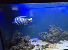 [TodoMarino.com] Zebrasoma Veliferum 15cm