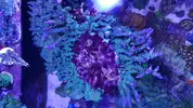[TodoMarino.com] Piezas de acropora para sanear