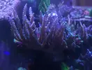 [TodoMarino.com] Piezas de acropora para sanear