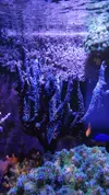 [TodoMarino.com] Piezas de acropora para sanear